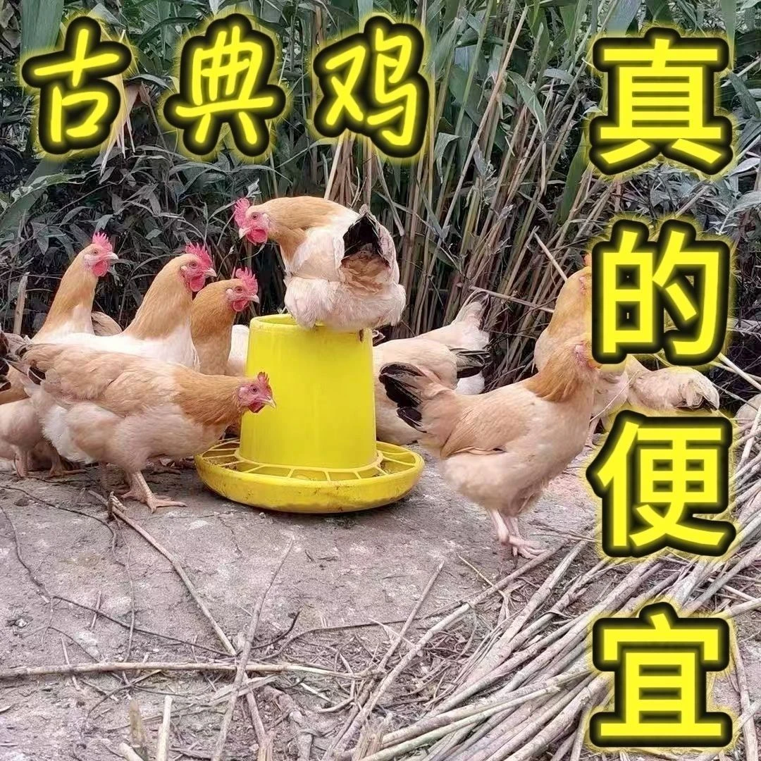 12只半斤发货脱温纯种古典杏花鸡产蛋土鸡疫苗齐活体好养的小土鸡