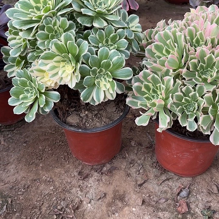 多肉植物法师2颗46
