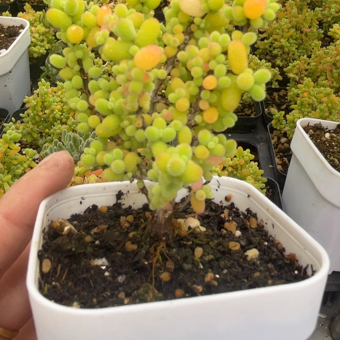 风*云金桔糖球。