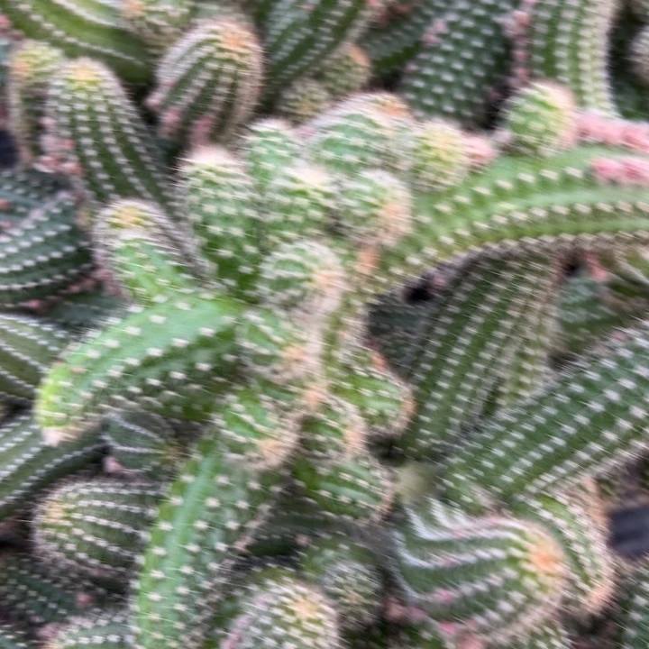 微*白檀575白檀仙人球233