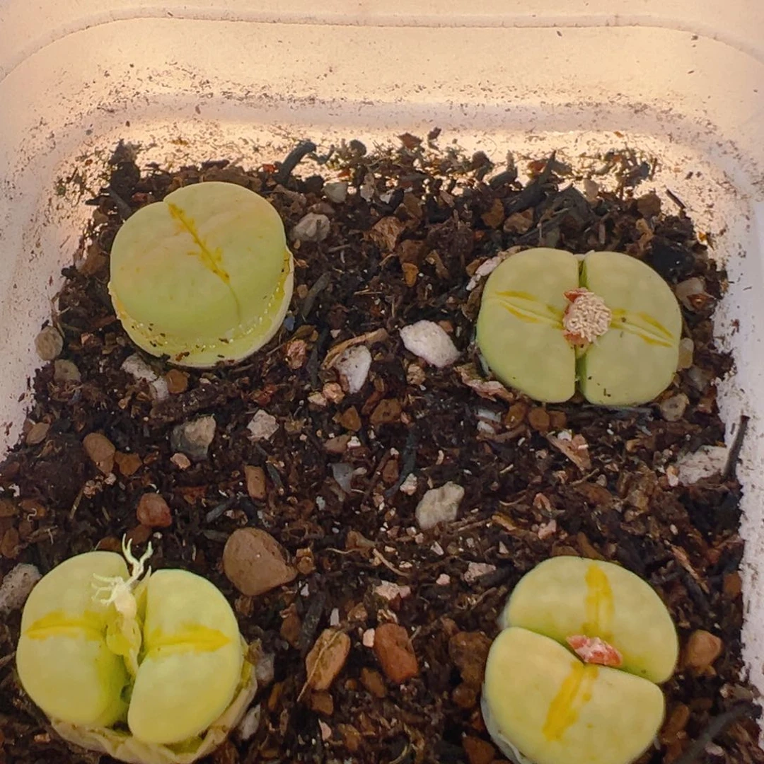 52多肉植物百科知识