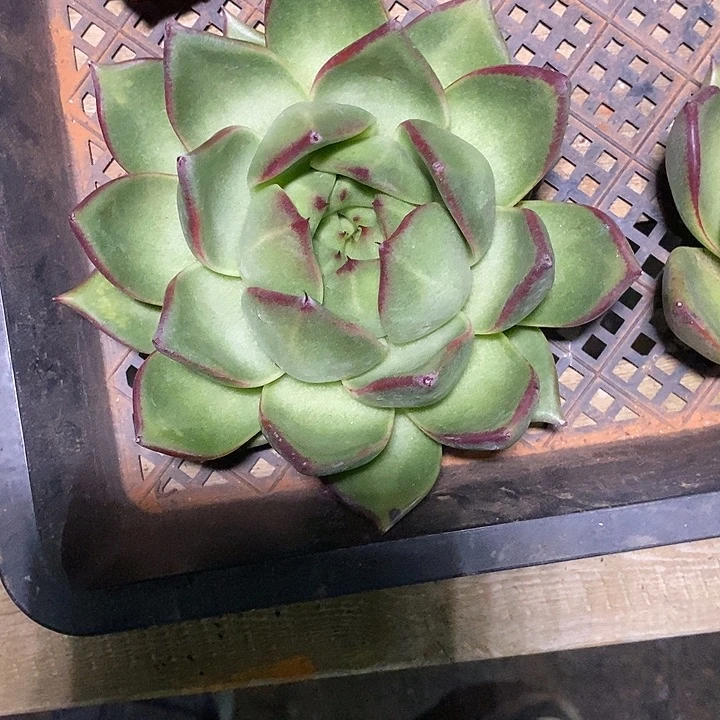 大***亮福利原始种桃子6