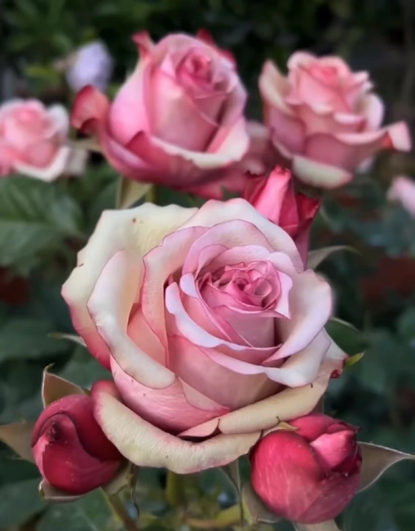 红酒（梦回）  1加仑根接耐热切花月季盆栽阳台种植开花植株