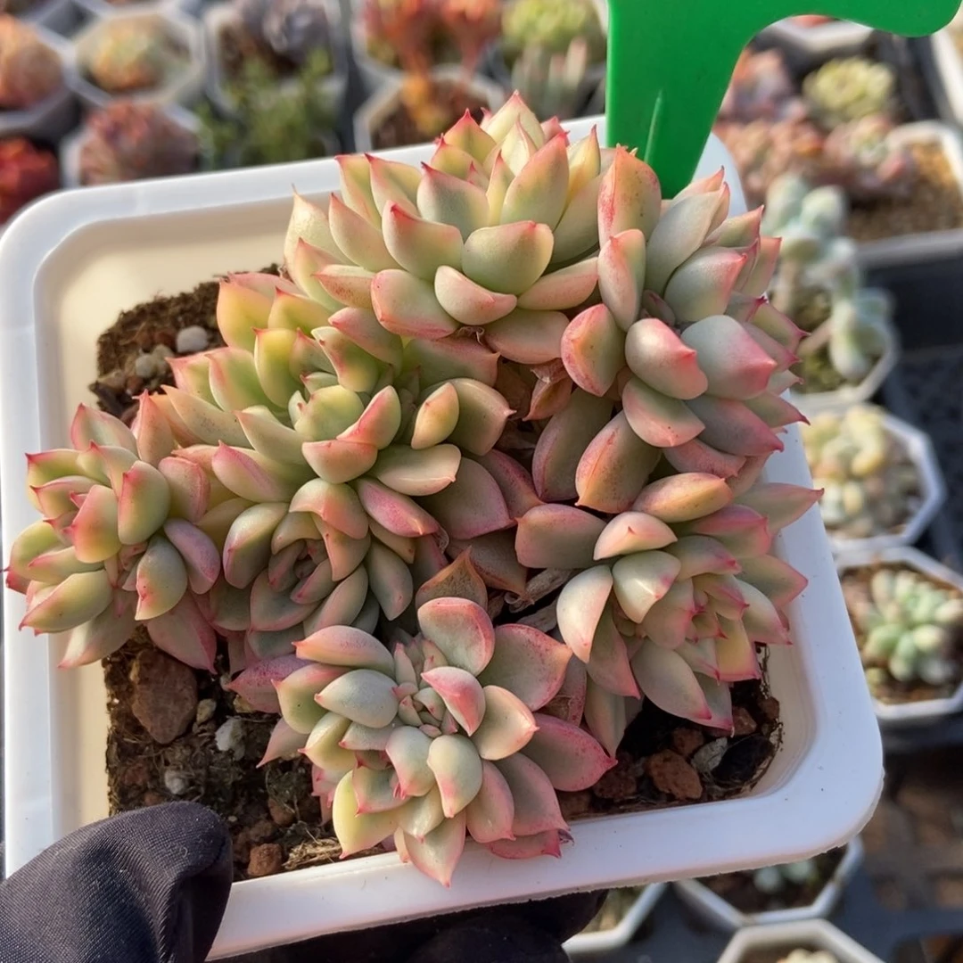 630女褚锦多肉植物保护