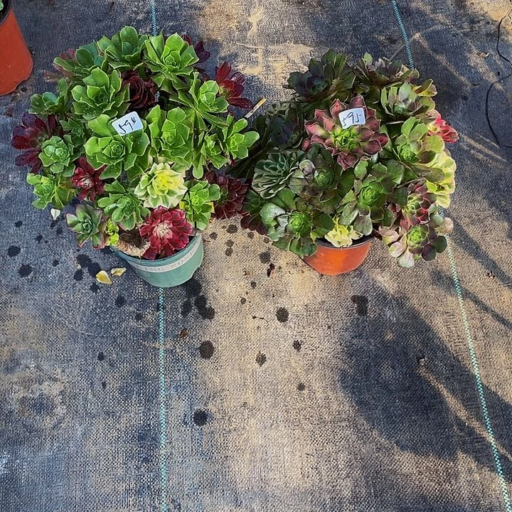 莳***草架接594和595号组合2棵