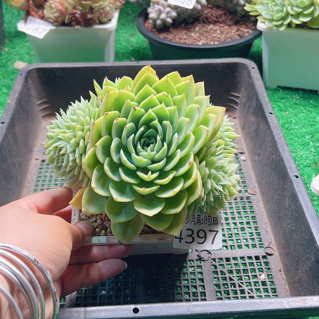 无花朵多肉一物一拍植物4397