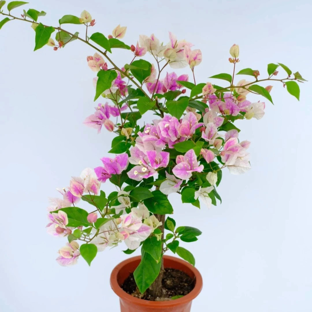 漳红樱·百变花蝴蝶四季勤花粉白相见花色阳台庭院开花容易生长