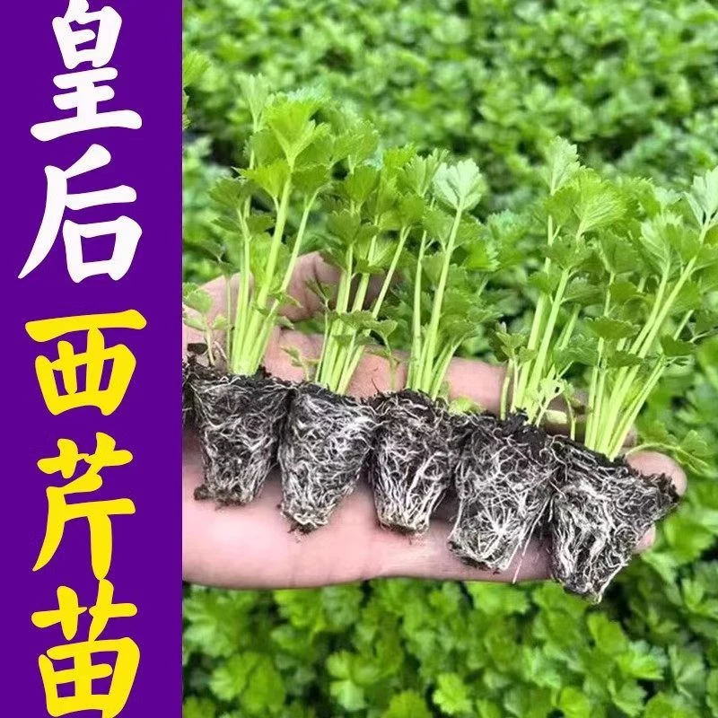 带土四季芹菜苗秧苗大皇后西芹秧苗四季种植盆栽地栽蔬菜苗孑