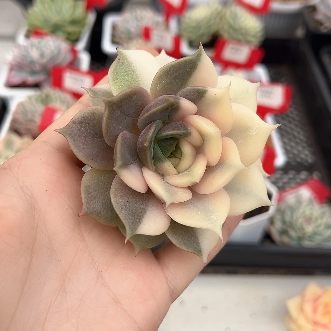 贝加尔湖锦多肉植物