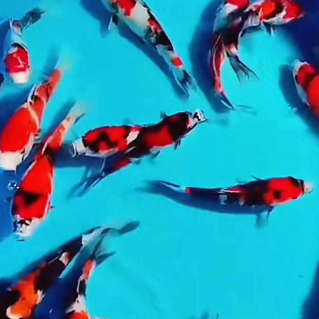 极品进口亿佐昭和锦鲤包邮包活到家需拍快递员在场开箱视频为售后