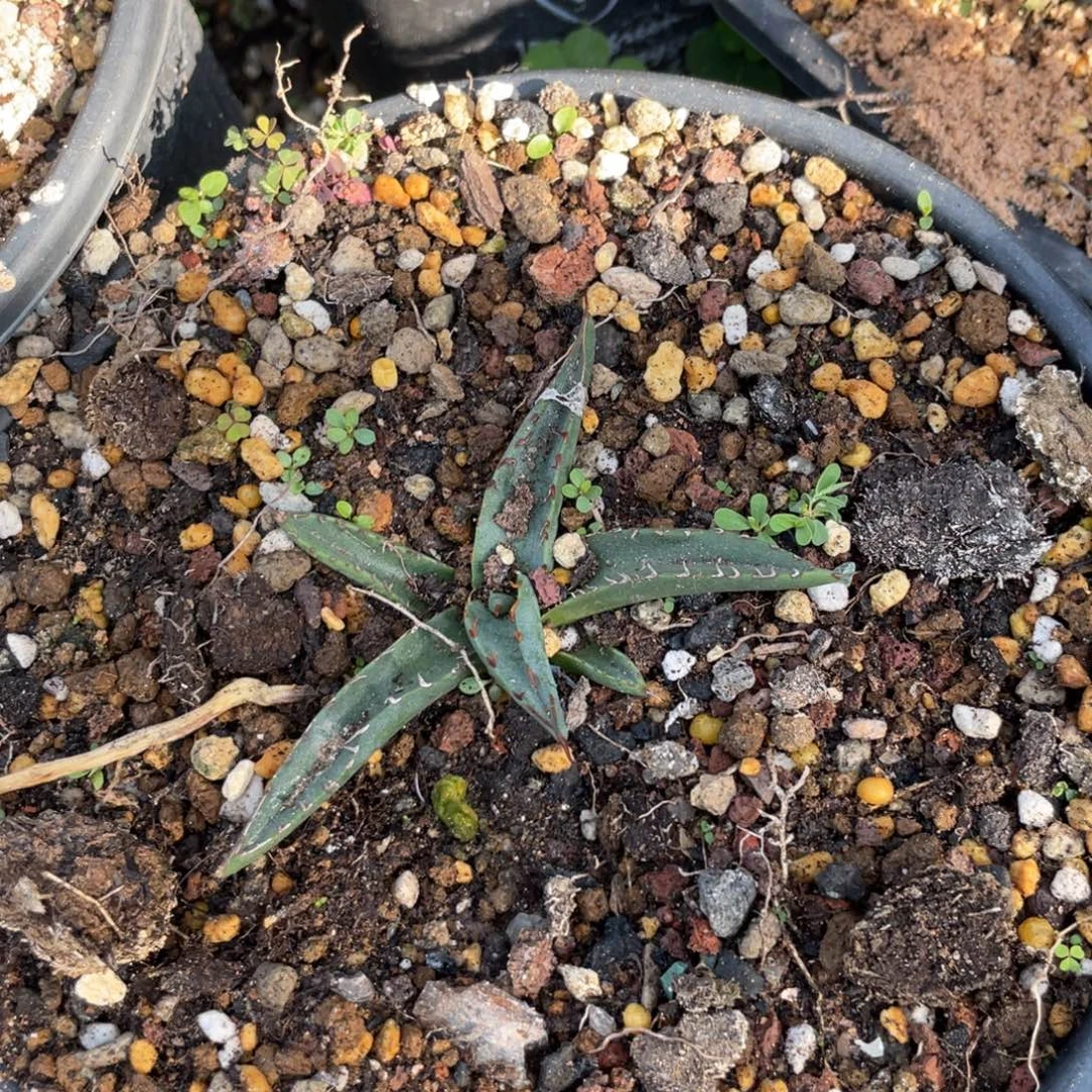 无花朵鲨鱼皮龙舌兰