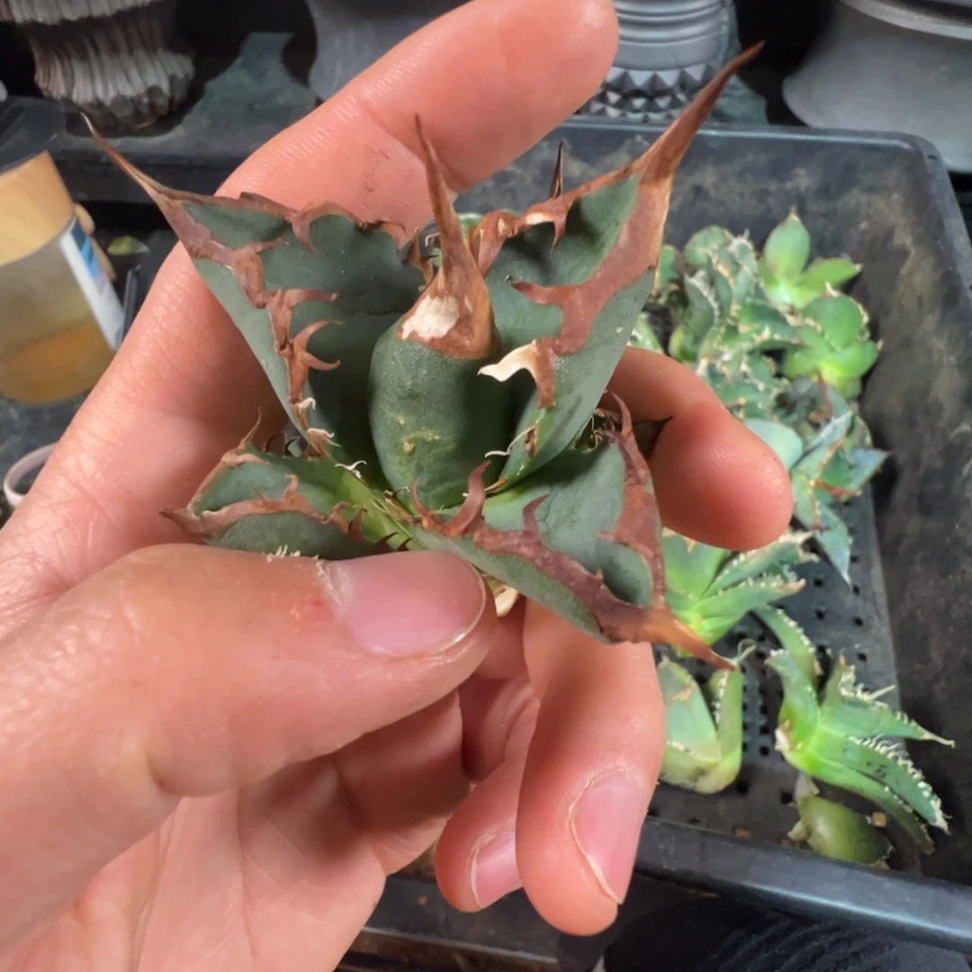 大大大大大大芽子