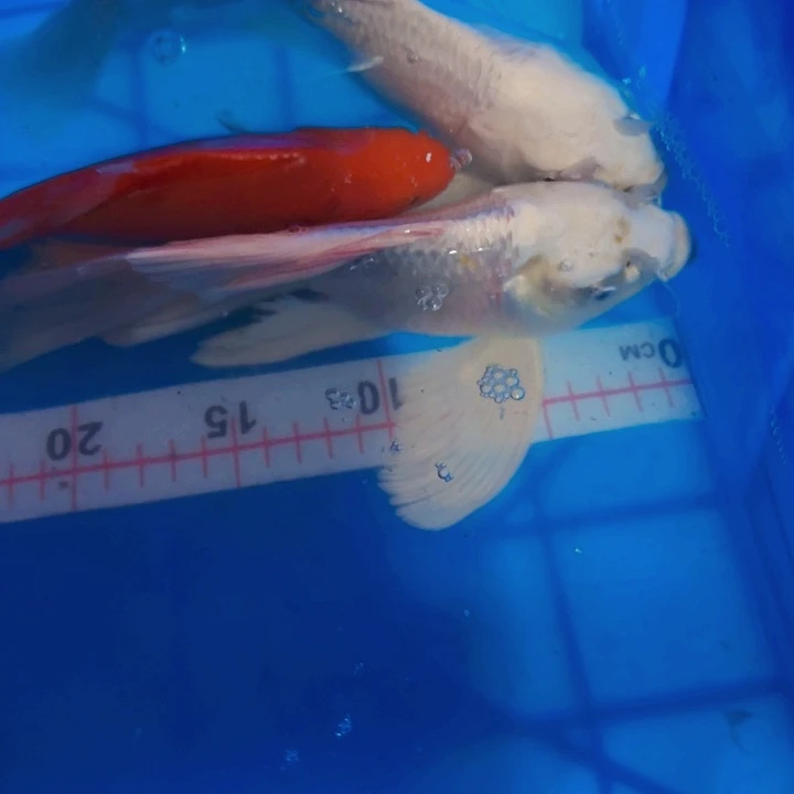 ****࿐海水鱼蝴蝶鲤福袋包邮