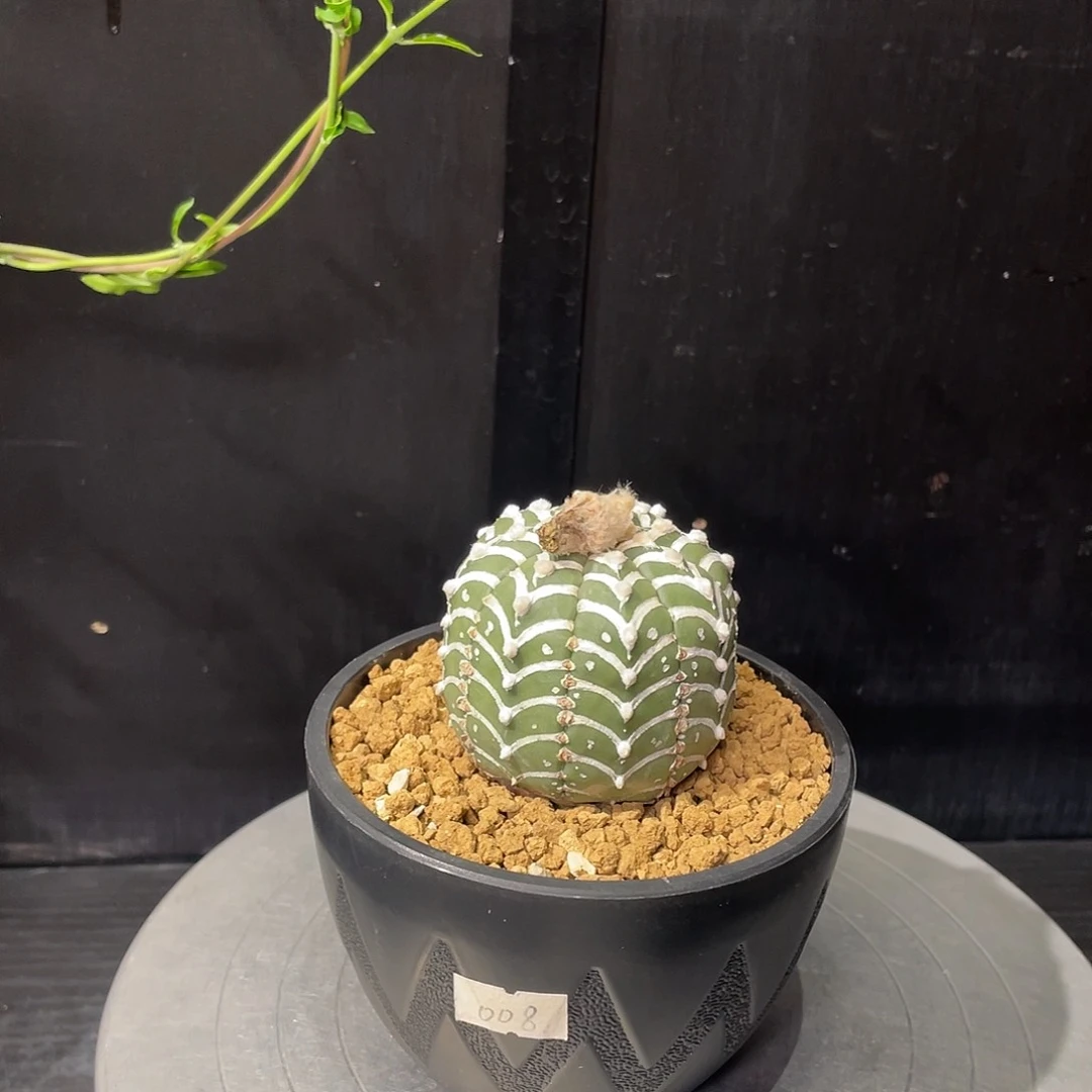 v兜带盆包邮发货