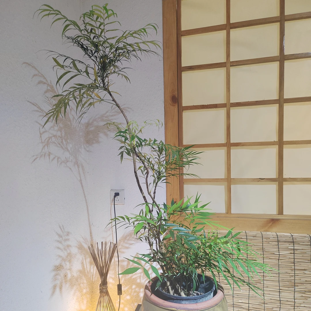 【一物一拍】十大功劳盆栽绿植好养适合室内