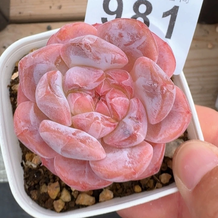 -***y粉魄  开播福利多肉植物