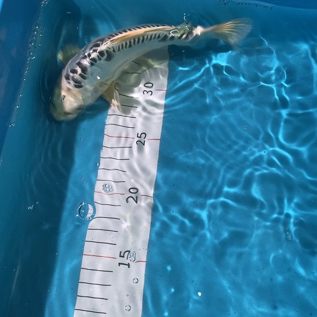 锦鲤红白大正三色包邮包损