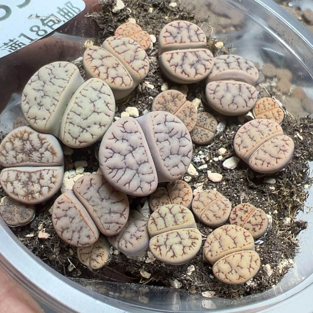 【闪购商品】 553。