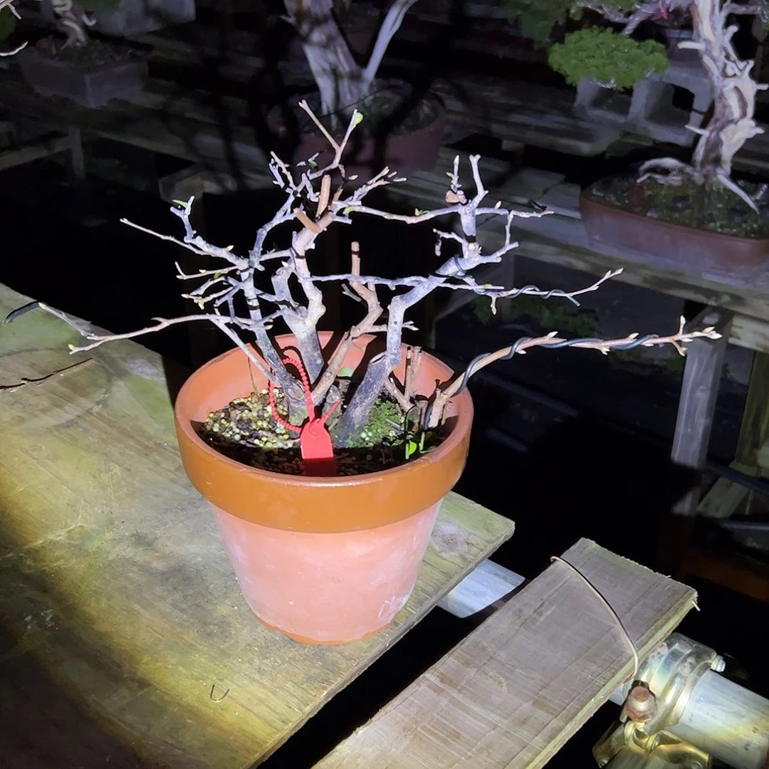 无花朵盆景不包邮40279