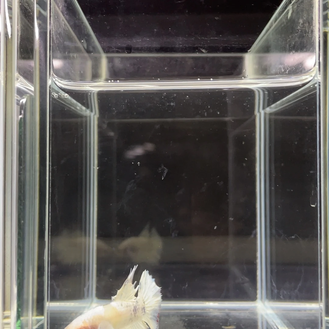 斗鱼17号浅色ctpk 公