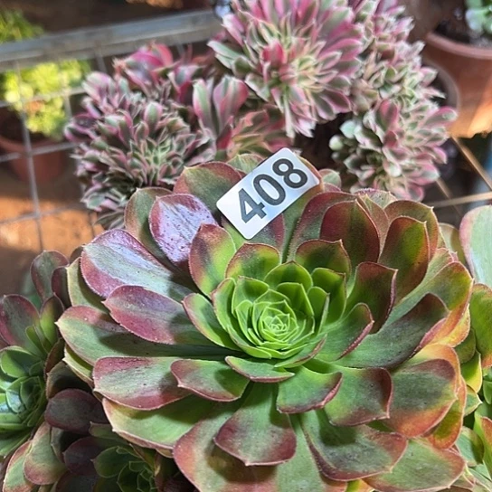 雲***雲多肉植物一个奶白408