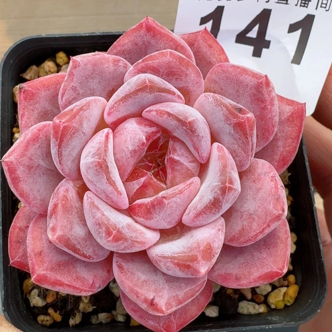 黛玉冰魄      愿你一路坦途，乘风破浪展宏图