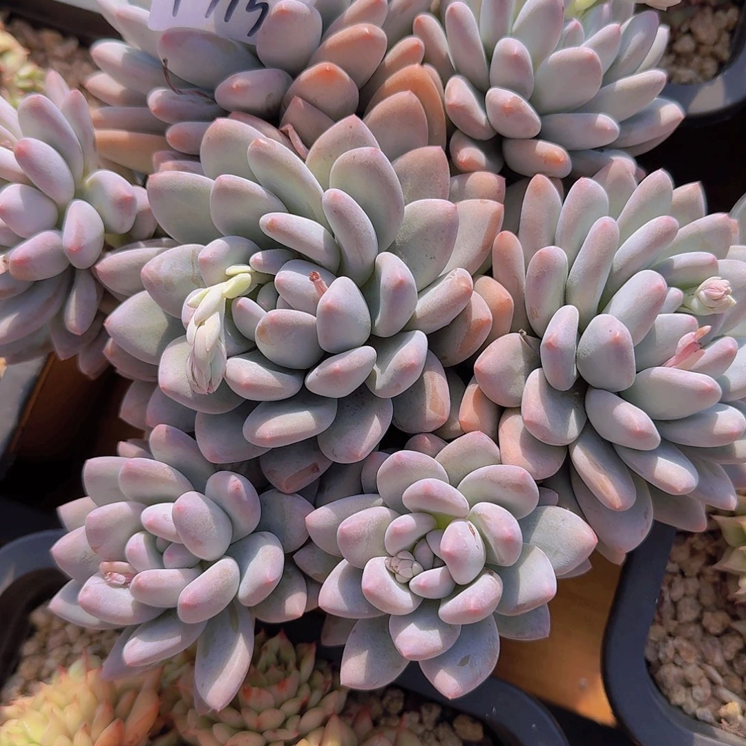 咖*1715香水多肉植物