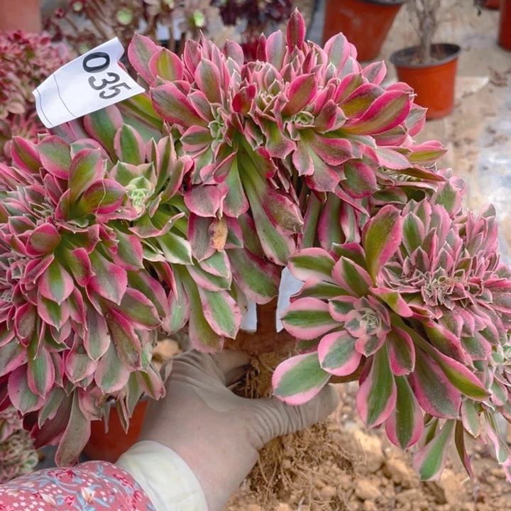 卖****姐多肉粉女巫缀化035