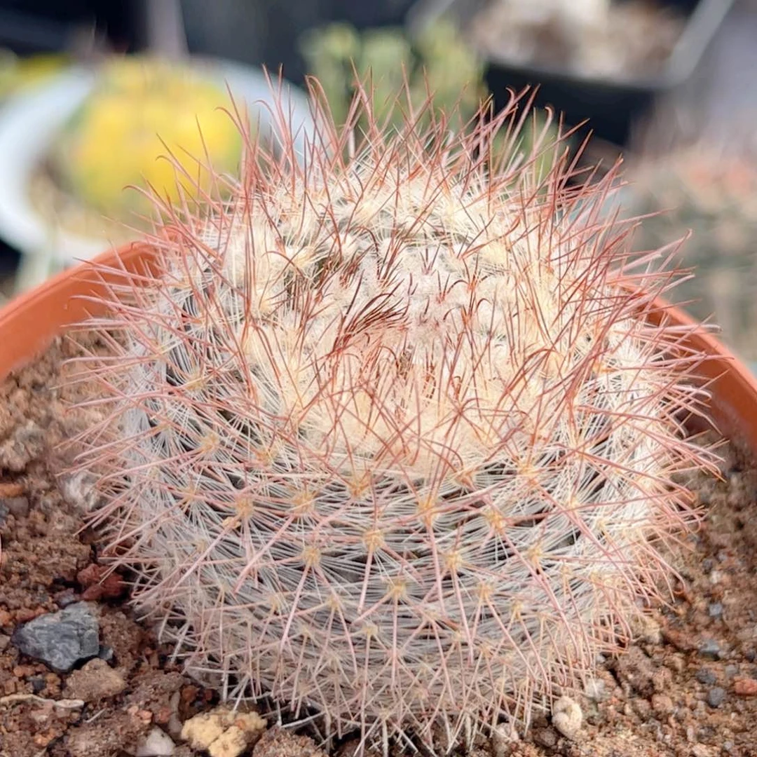 无名刺球 仙人球