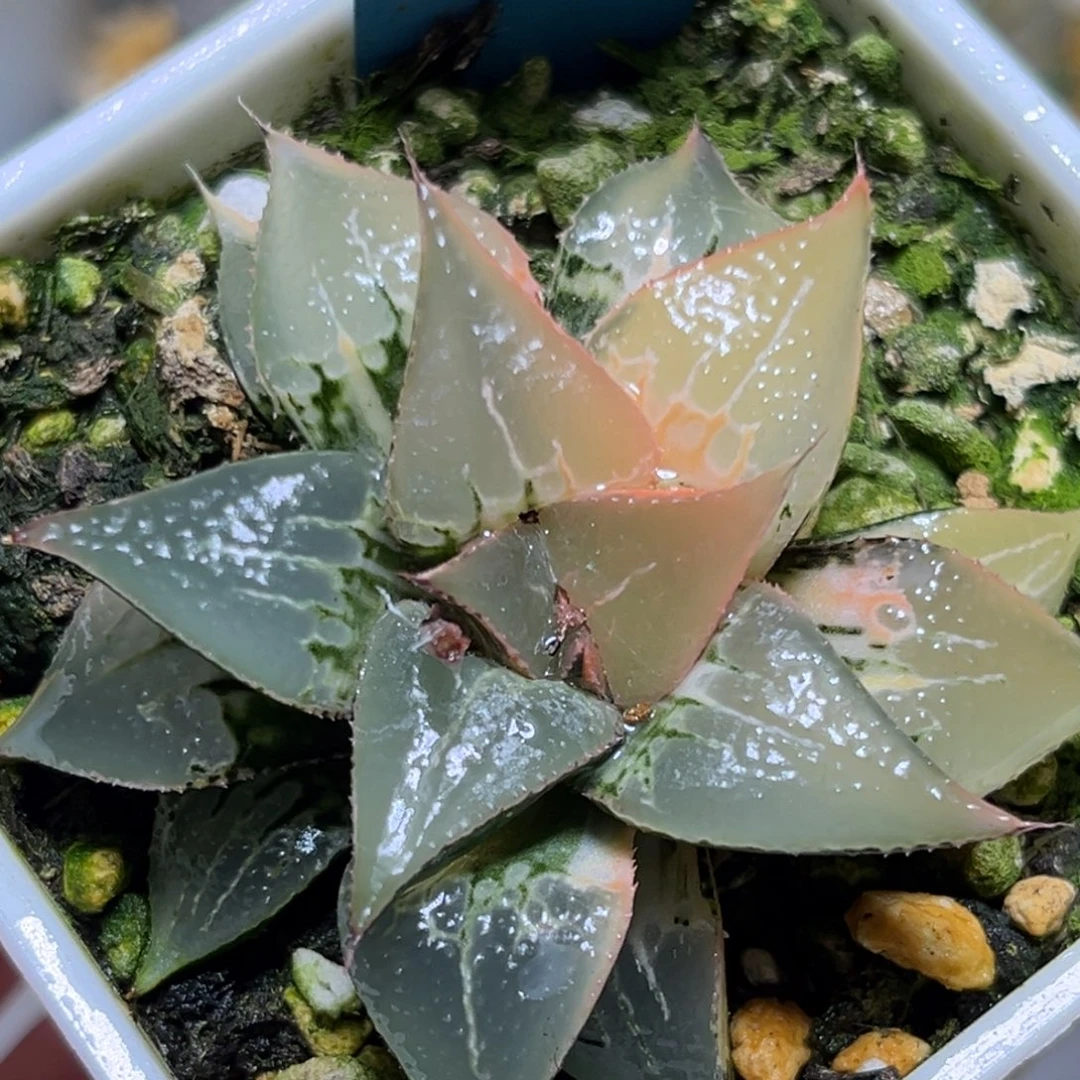 恭喜发财大吉大利0381