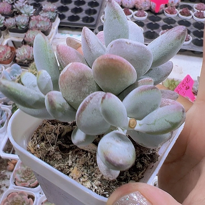 乒乓群19包邮多肉植物