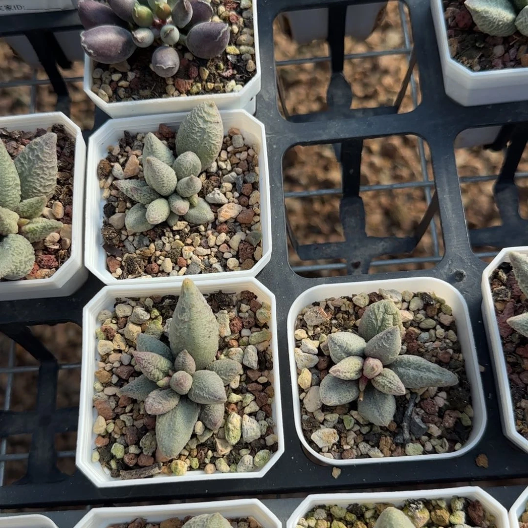 单颗融化纹冰淇淋量拍链接