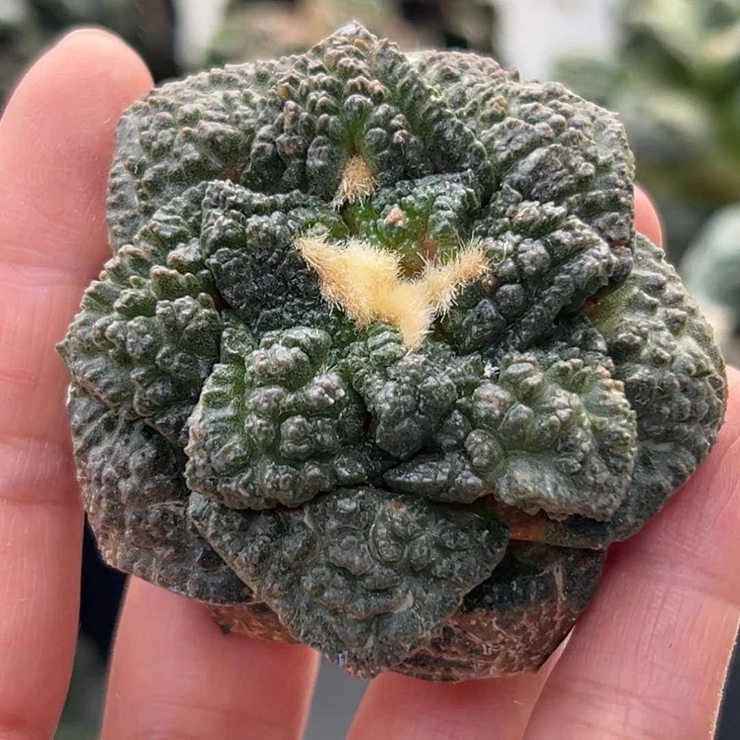 553  晾一个月上盆