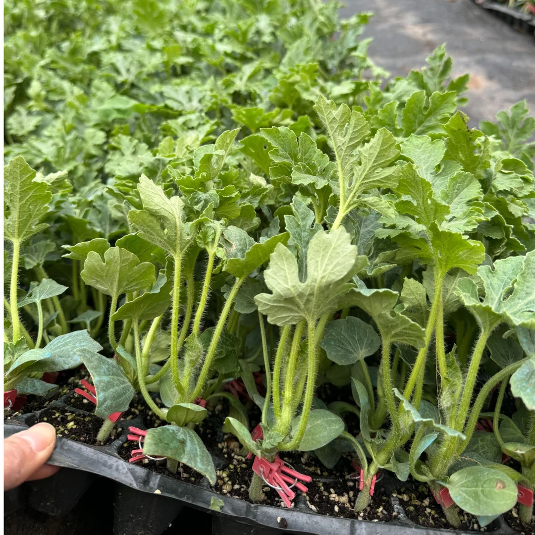 大西瓜嫁接苗 西瓜苗 红瓤口感甜脆 好种植