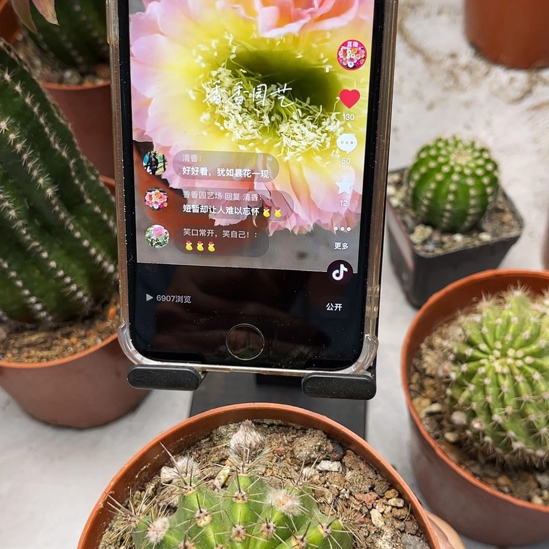 彩草比心双花缀花7公分左右