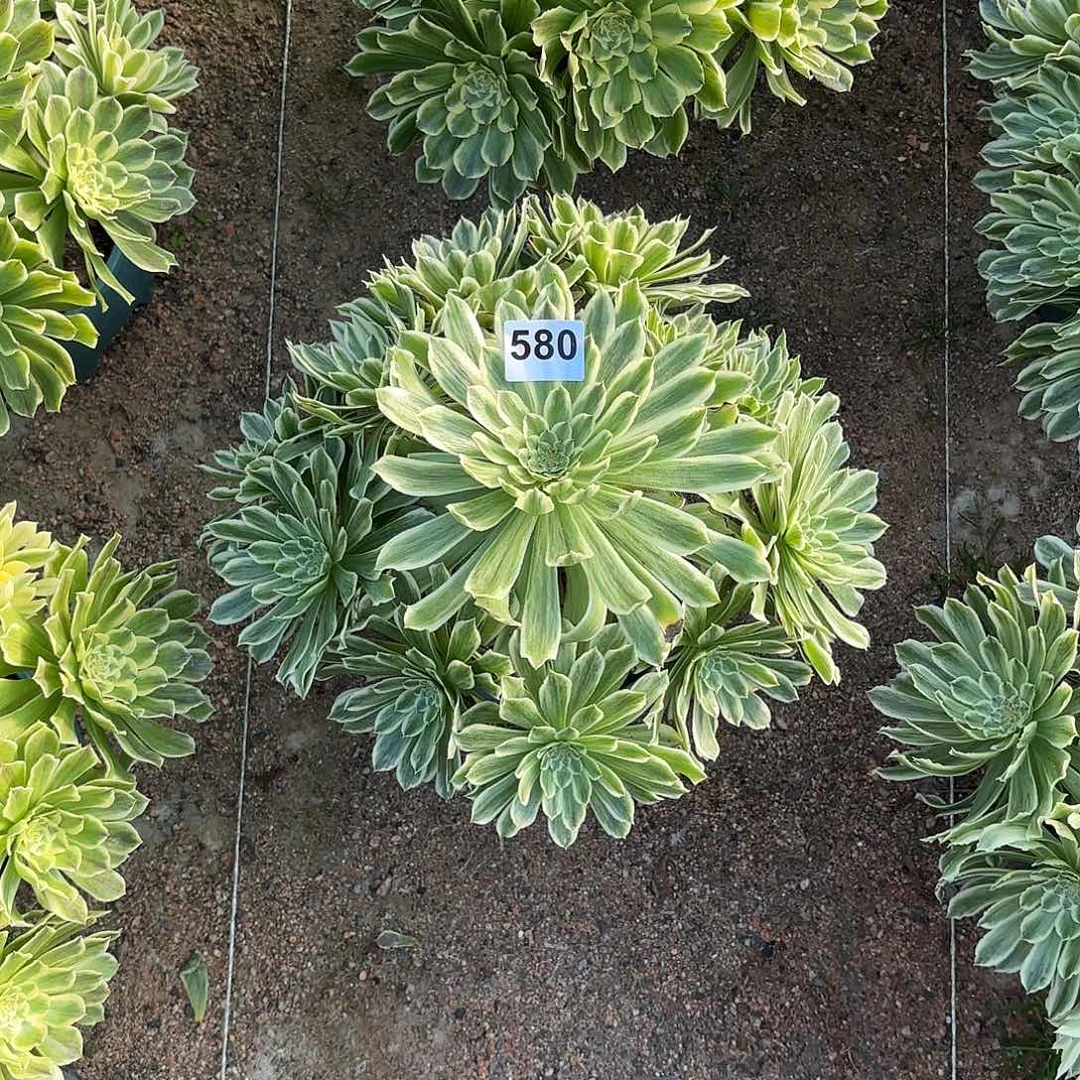 多肉法师碧浪580