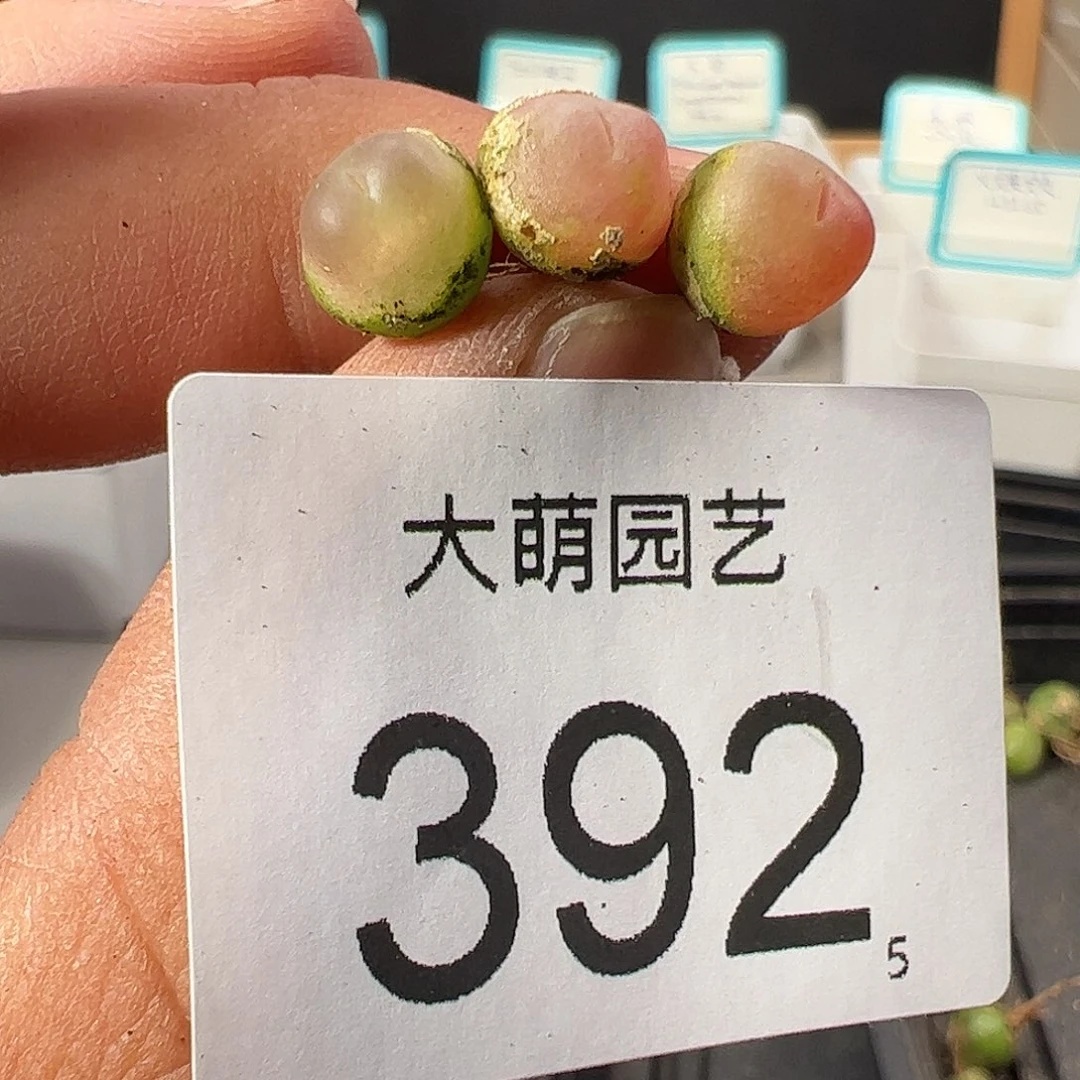 0000392 一物一拍……