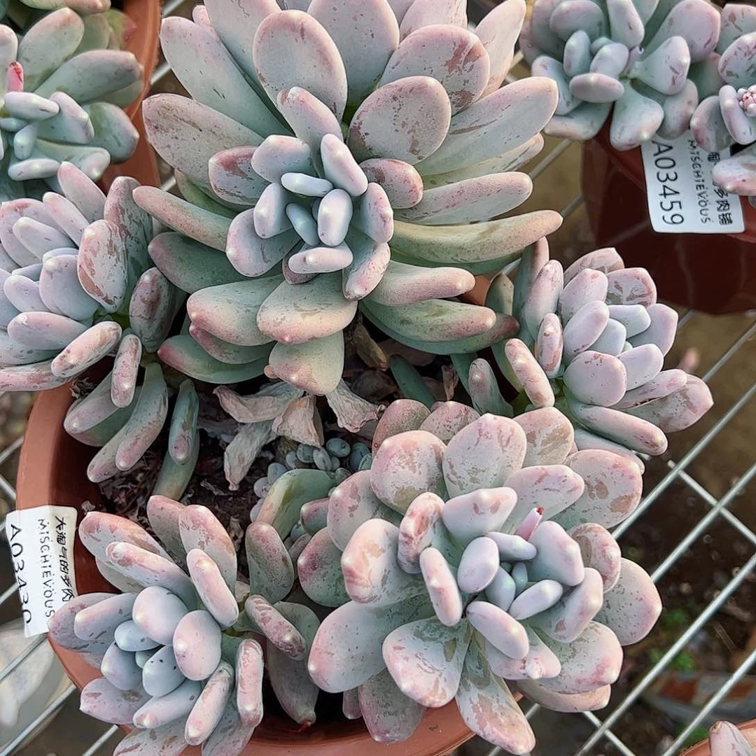 稻田姬大盆群生整桩