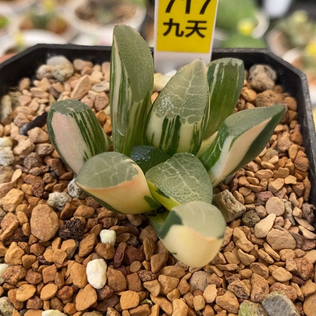 717号网纹克锦多肉