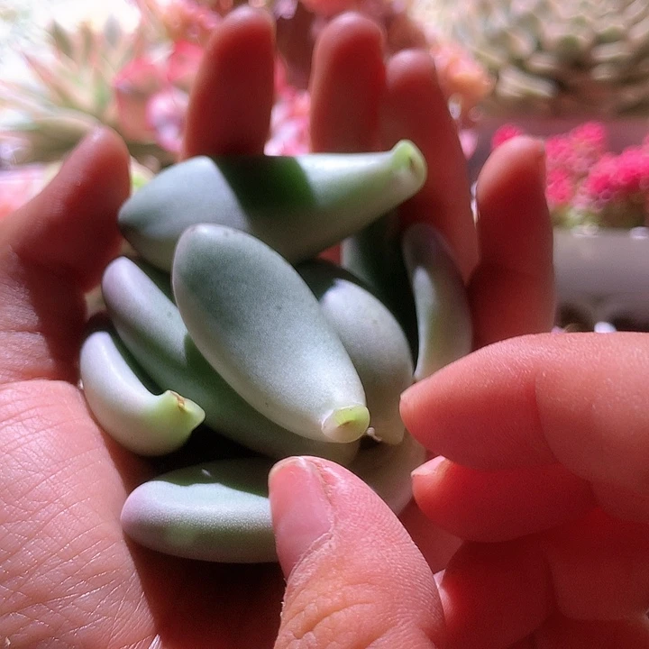 奶酪叶片带锦可叶插