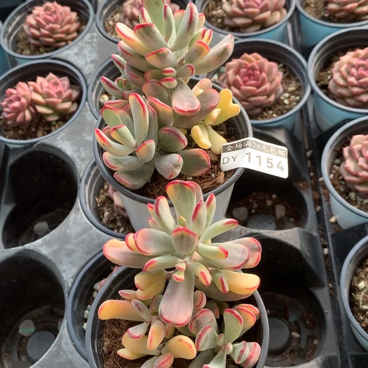 专拍链接多肉植物