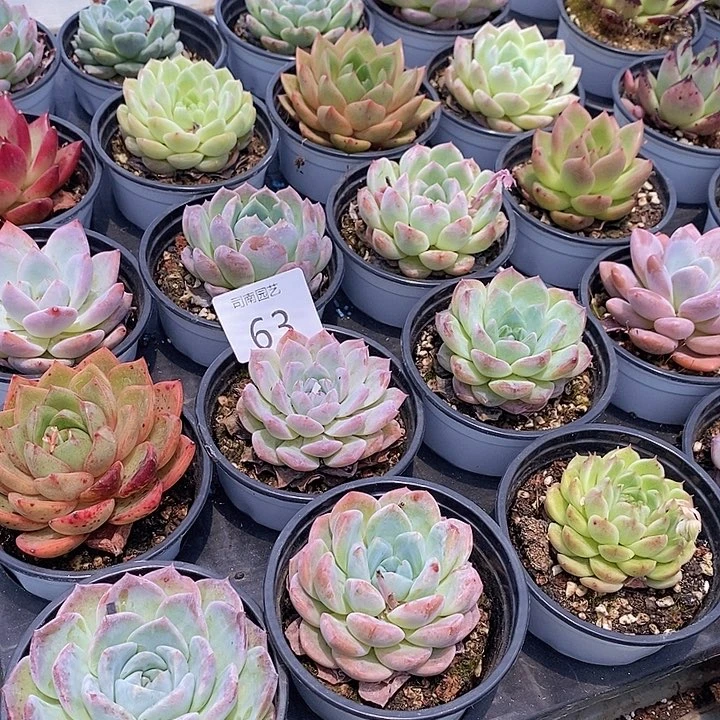 63 多肉植物盆栽花卉植物