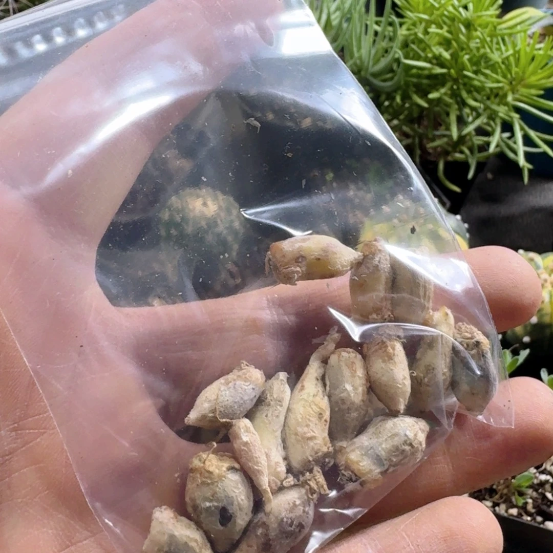 748蓝花韭10粒送2粒一份