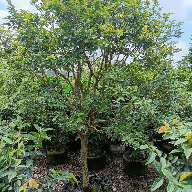 嘉宝果 艾斯卡嘉宝果树