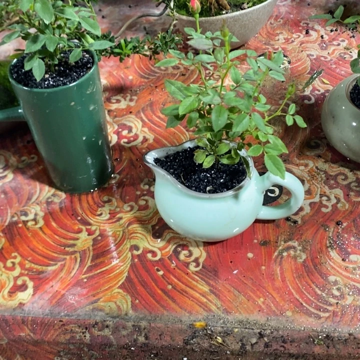 黄***旧无花朵一物一拍50