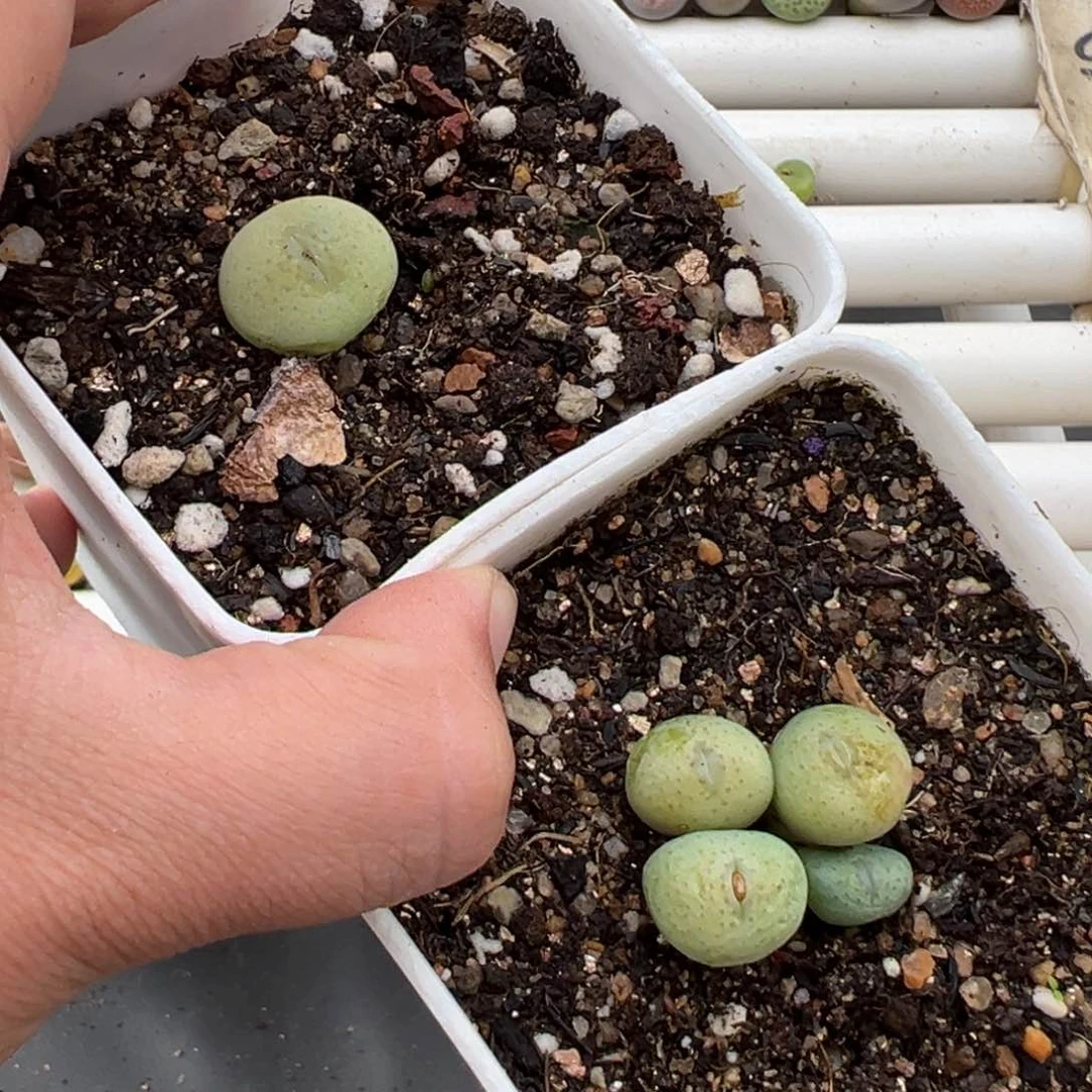 3.5好看的多肉脱土发货828