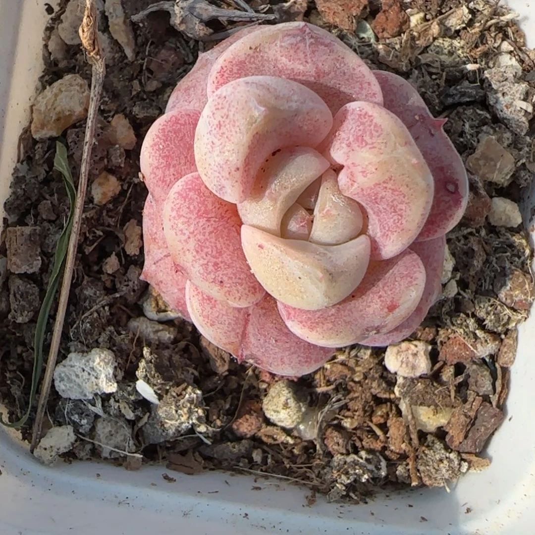 多肉小卡拉米糖心一物一拍