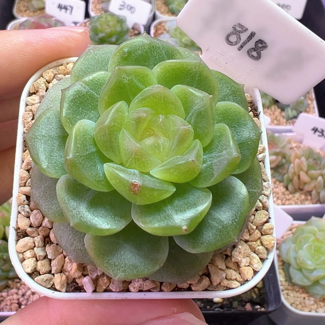 818号无尽灯小瑕疵