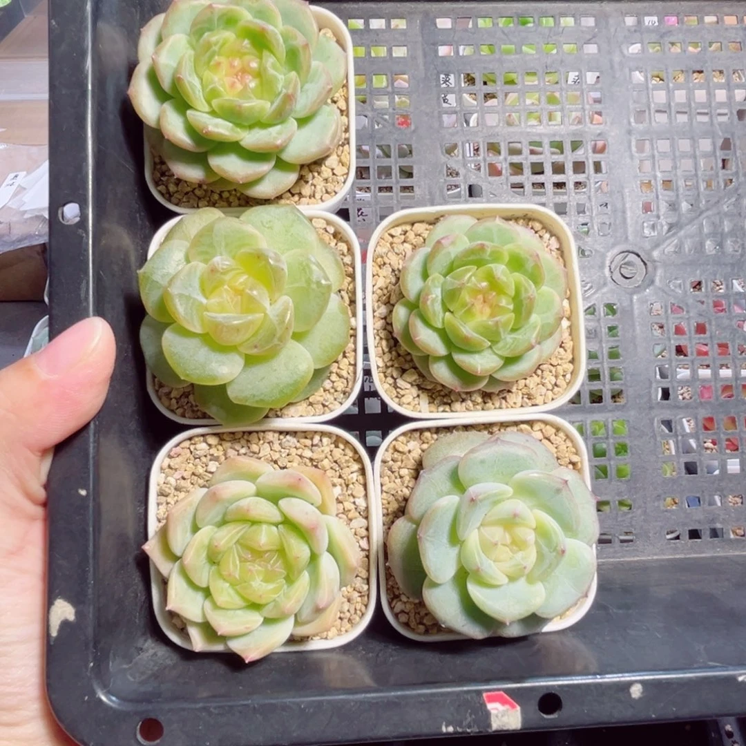 宇***骨B258一物一拍 打包5个