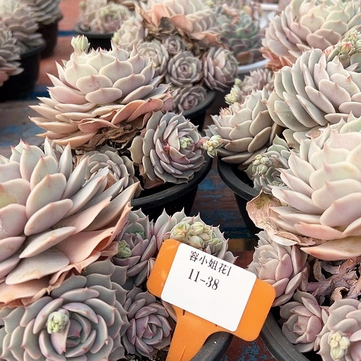 1138路娜莲一个多肉植物